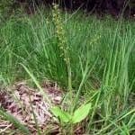 Malaxis monophylla 11