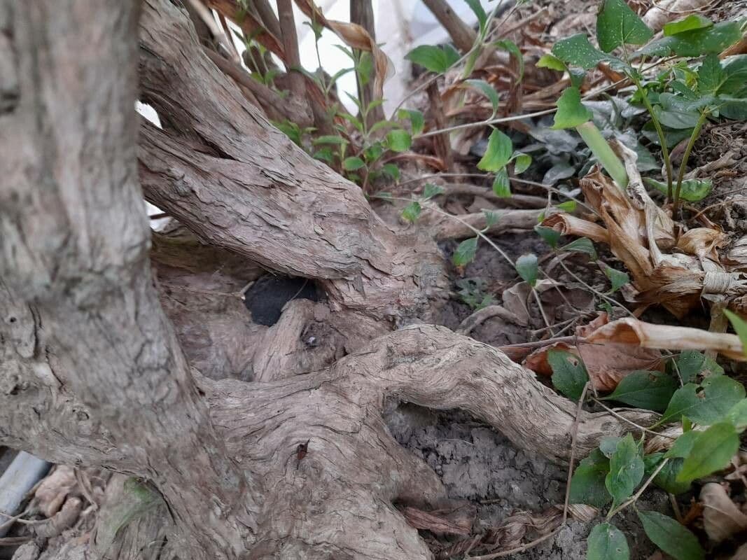 Sinfricarpo orbicolare 21