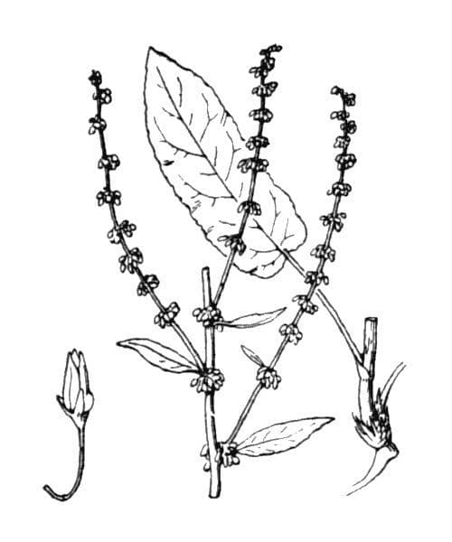 Blut-Ampfer 30