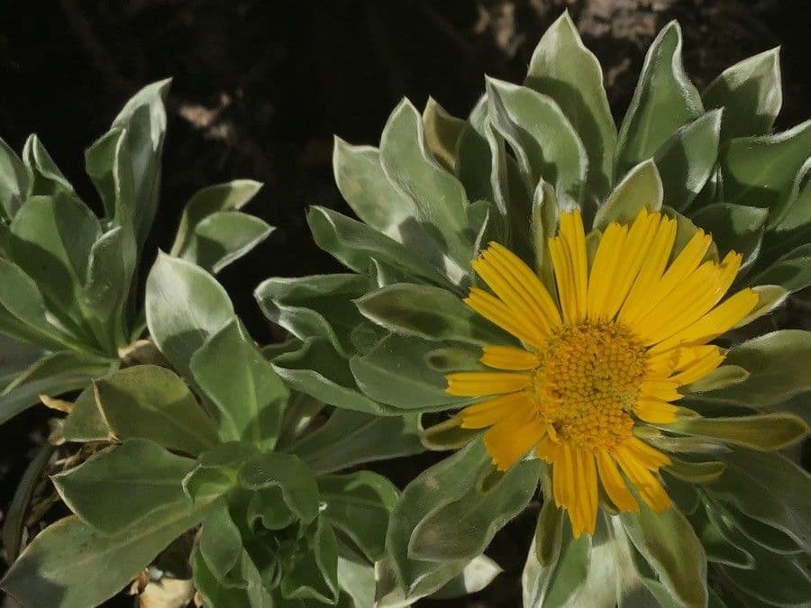 Sternblume 2
