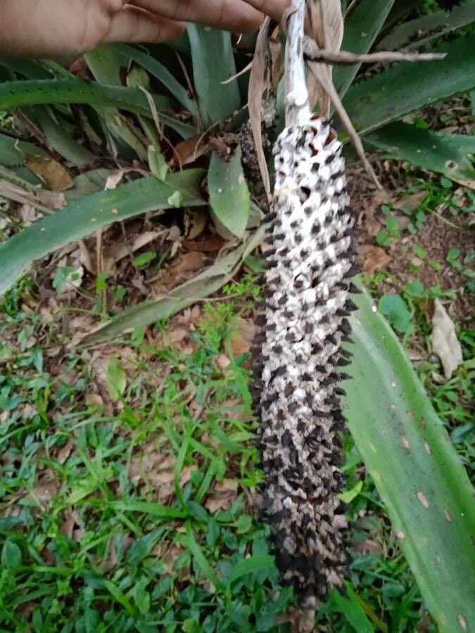 Bromelia