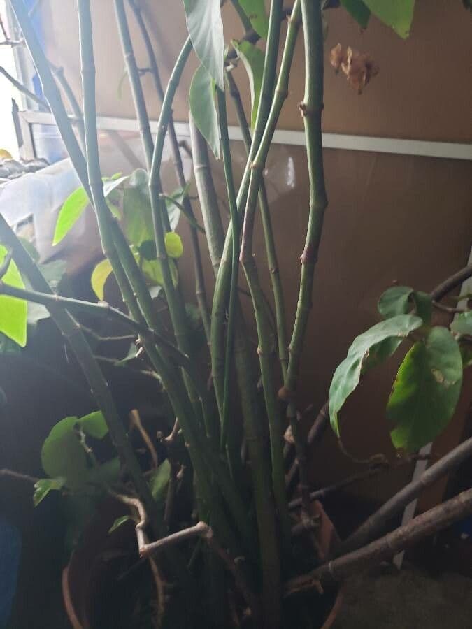 Begonia 20