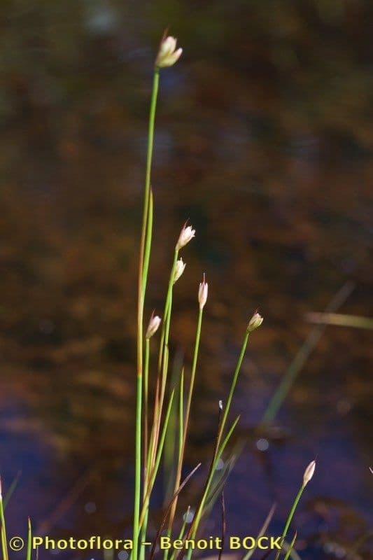 Jonc des marais 5