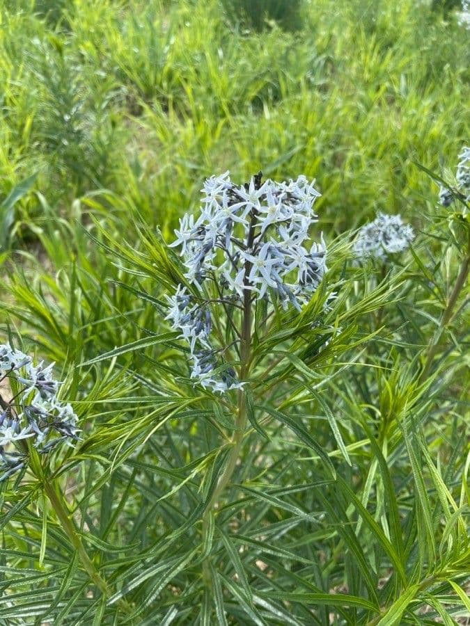 Amsonia cigliata 5
