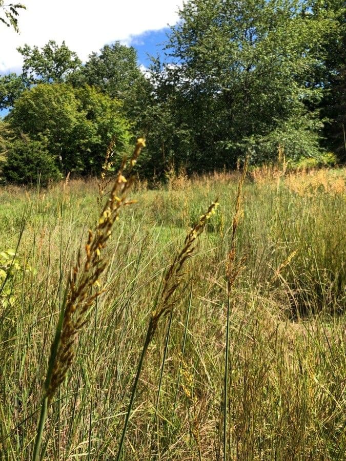 Sorghastrum nutans 22