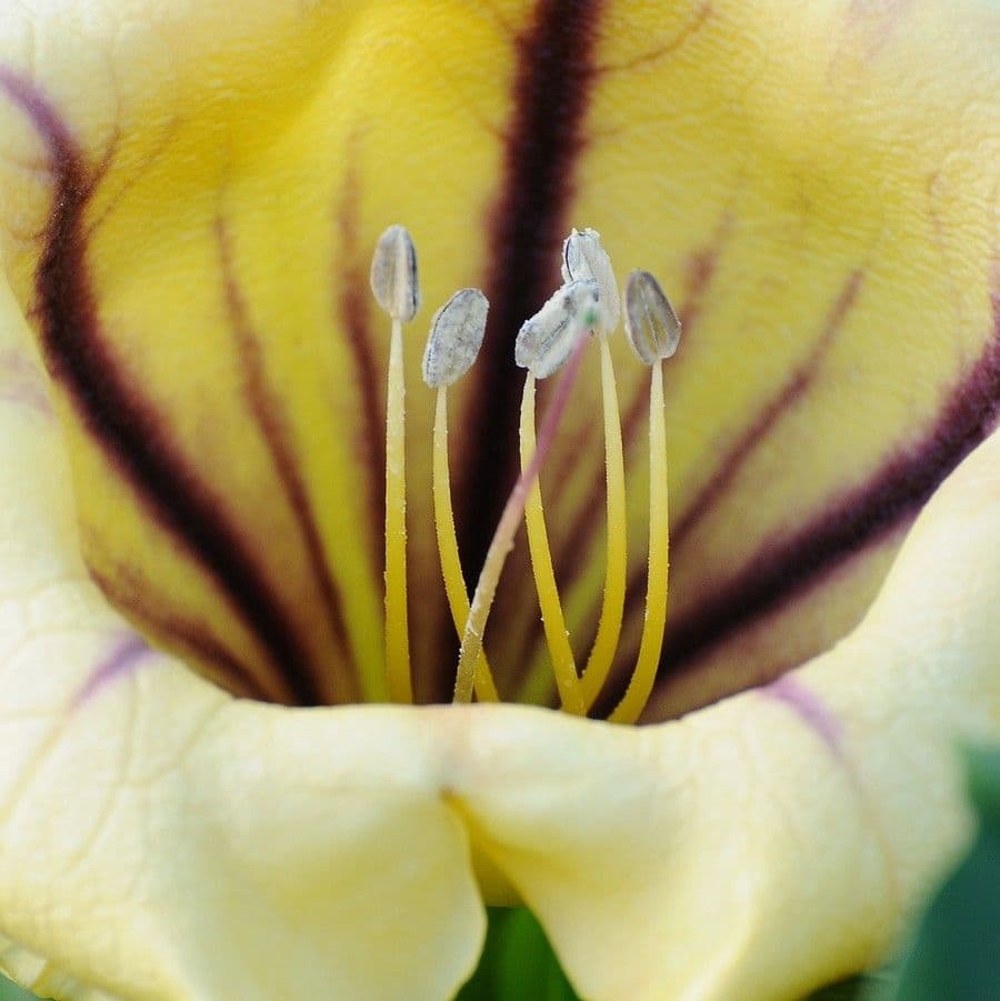 Kelchblume