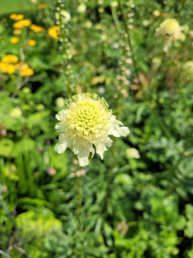 Giant-scabious 2