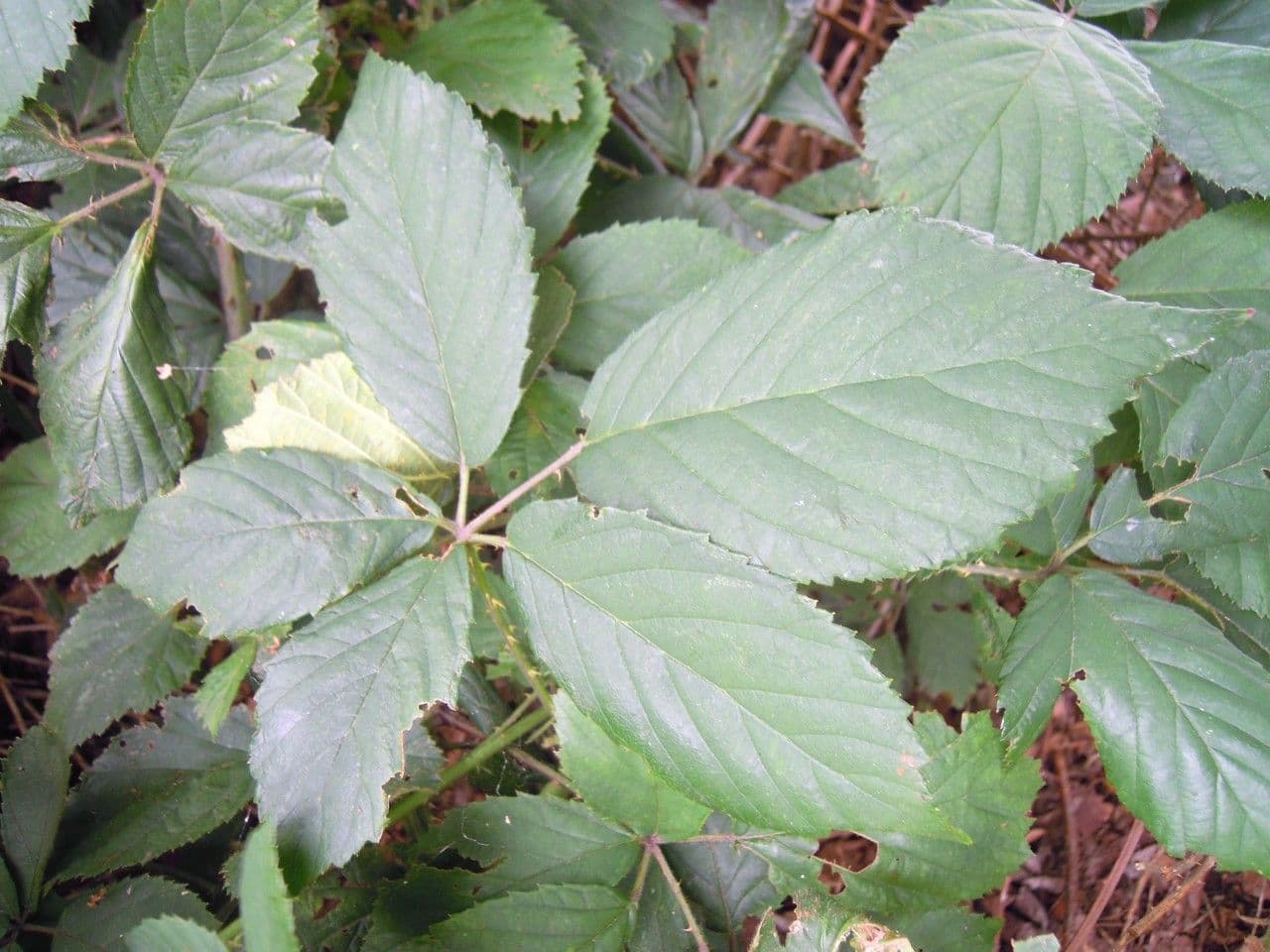 Brombeere 10
