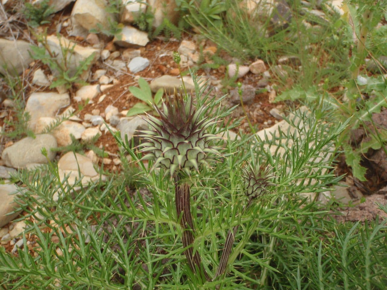 Cynara humilis 15
