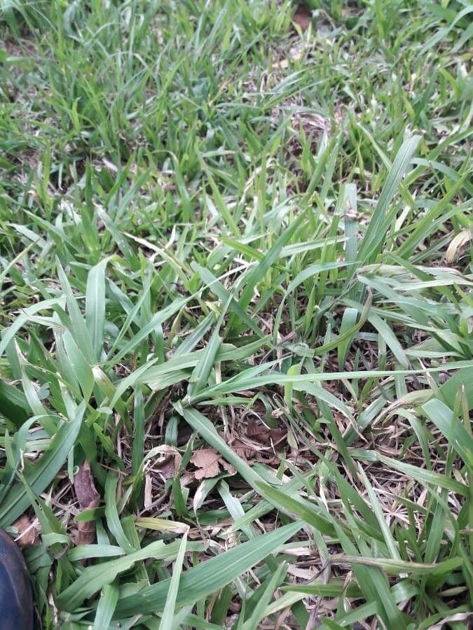 Erba pimento 16