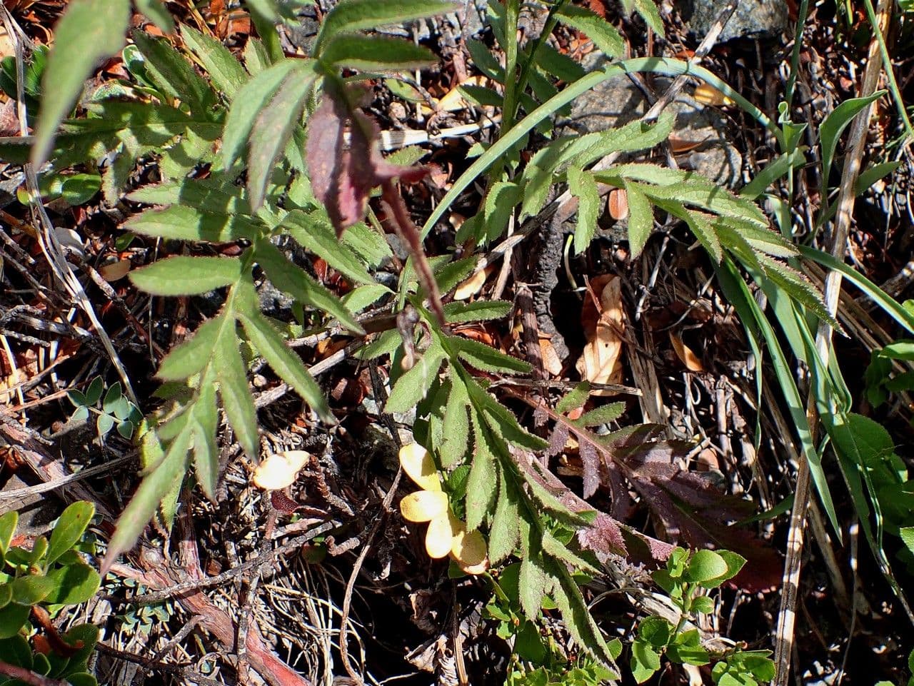 Serratula comune 12