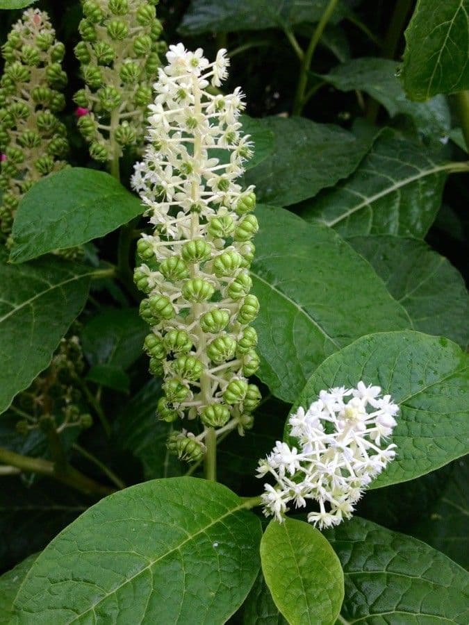 Cremesina 9
