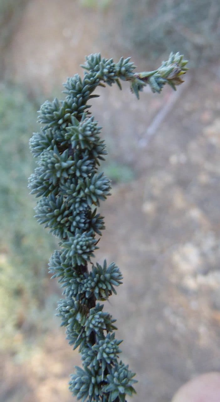 Camphorosma 20