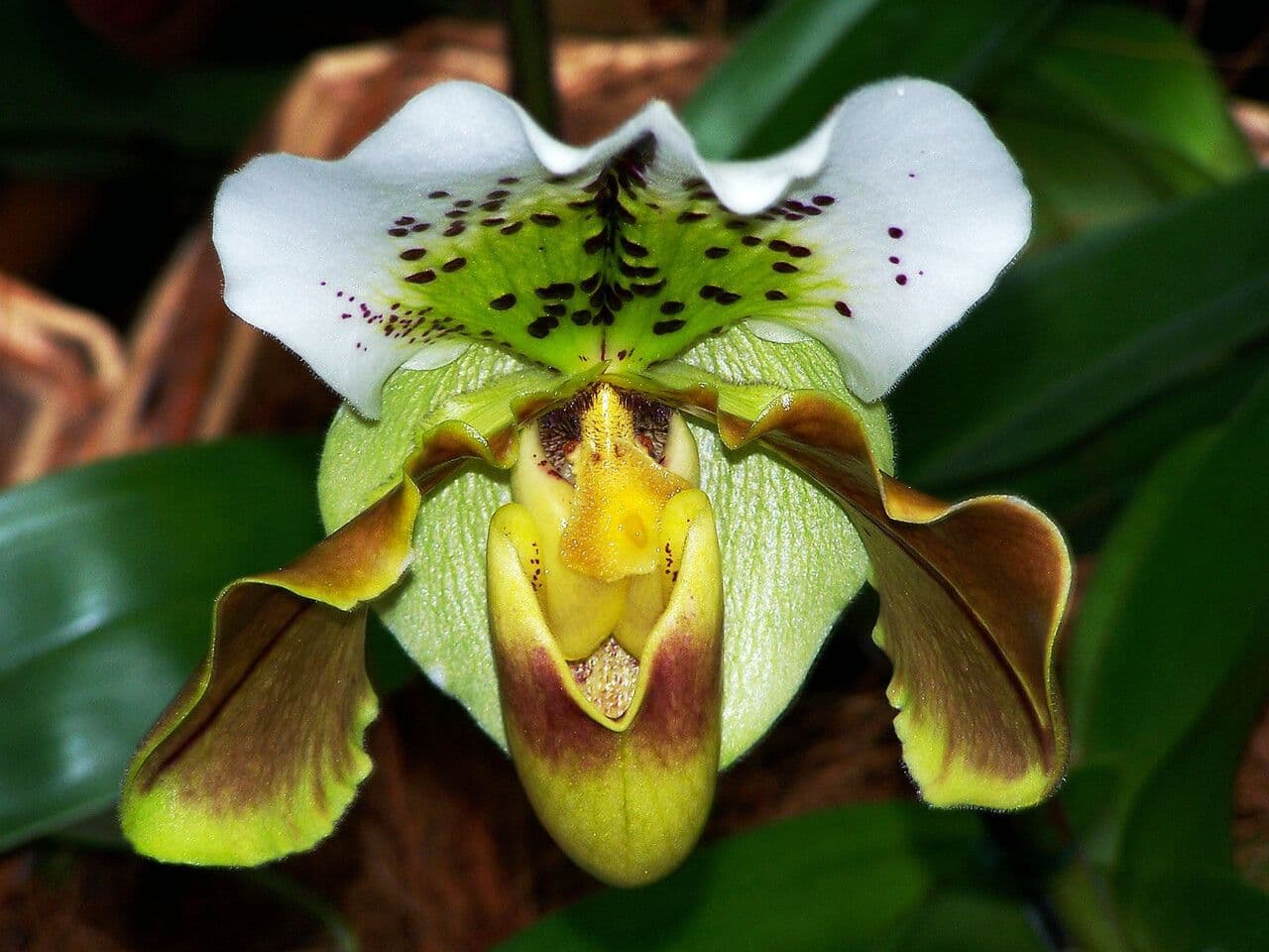 Paphiopedilum splendido 5