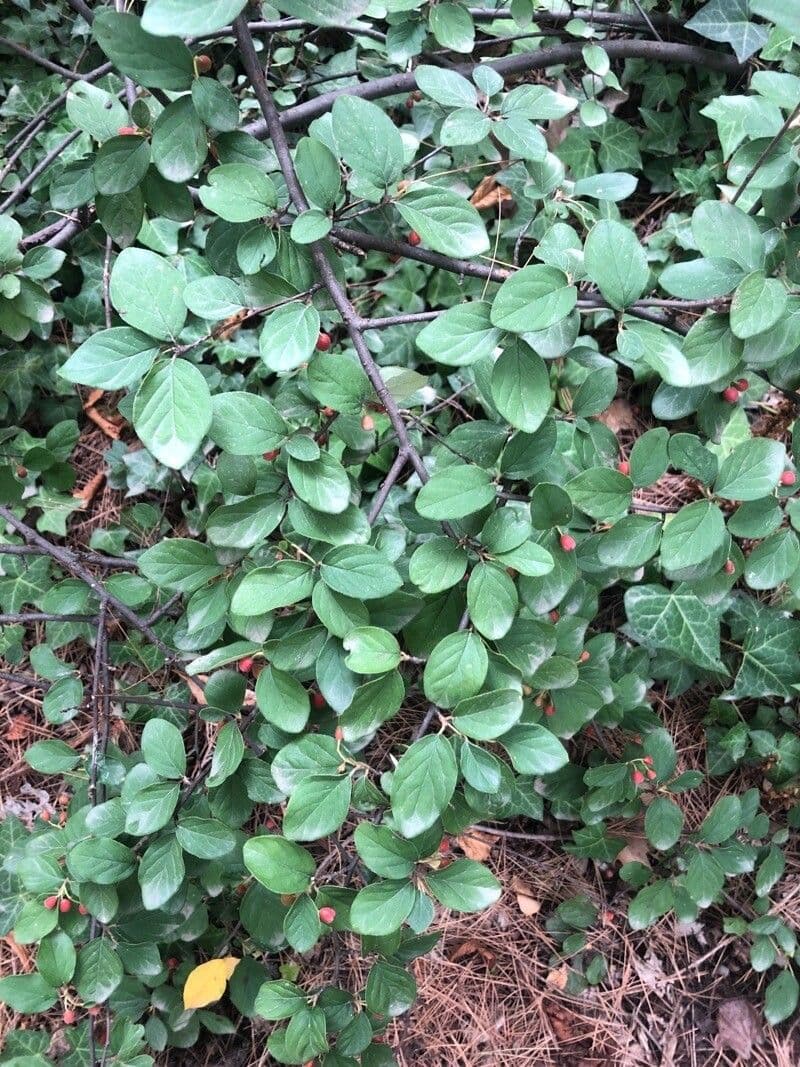 Cotoneaster 12