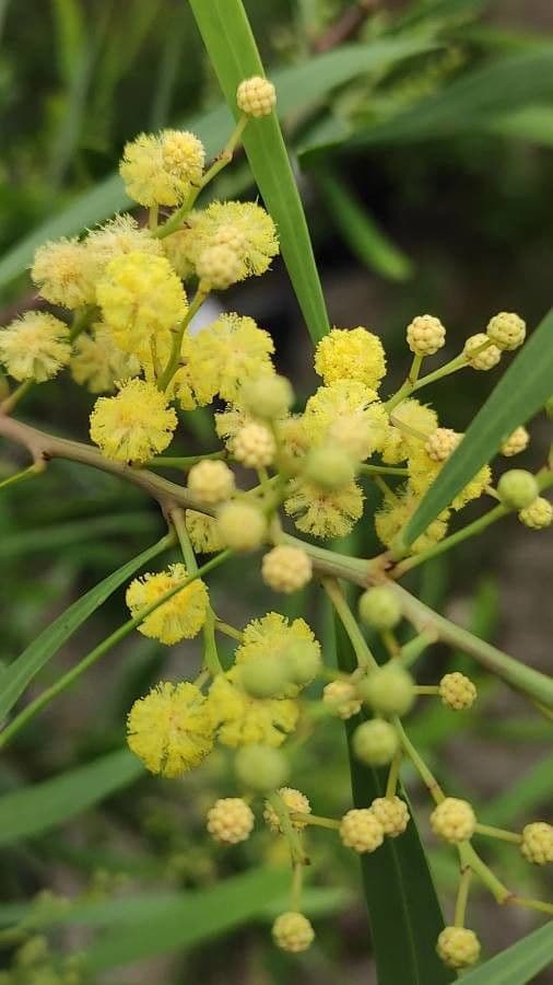 Acacia