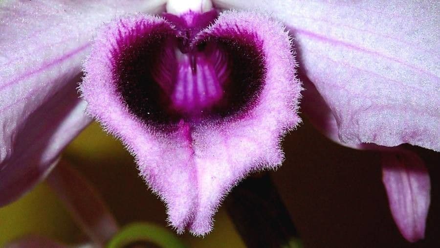 Dendrobium di Parish 4