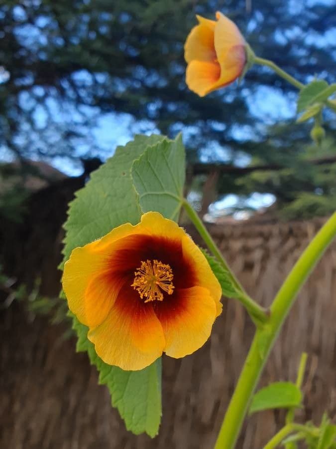 Abutilon 4