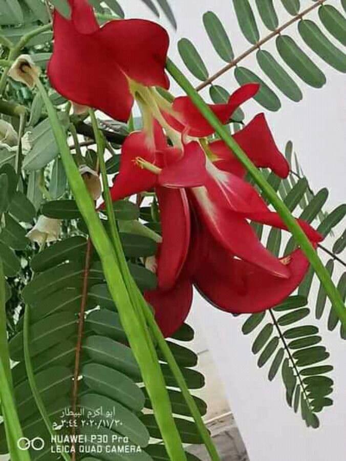 Sesbania grandiflora 6