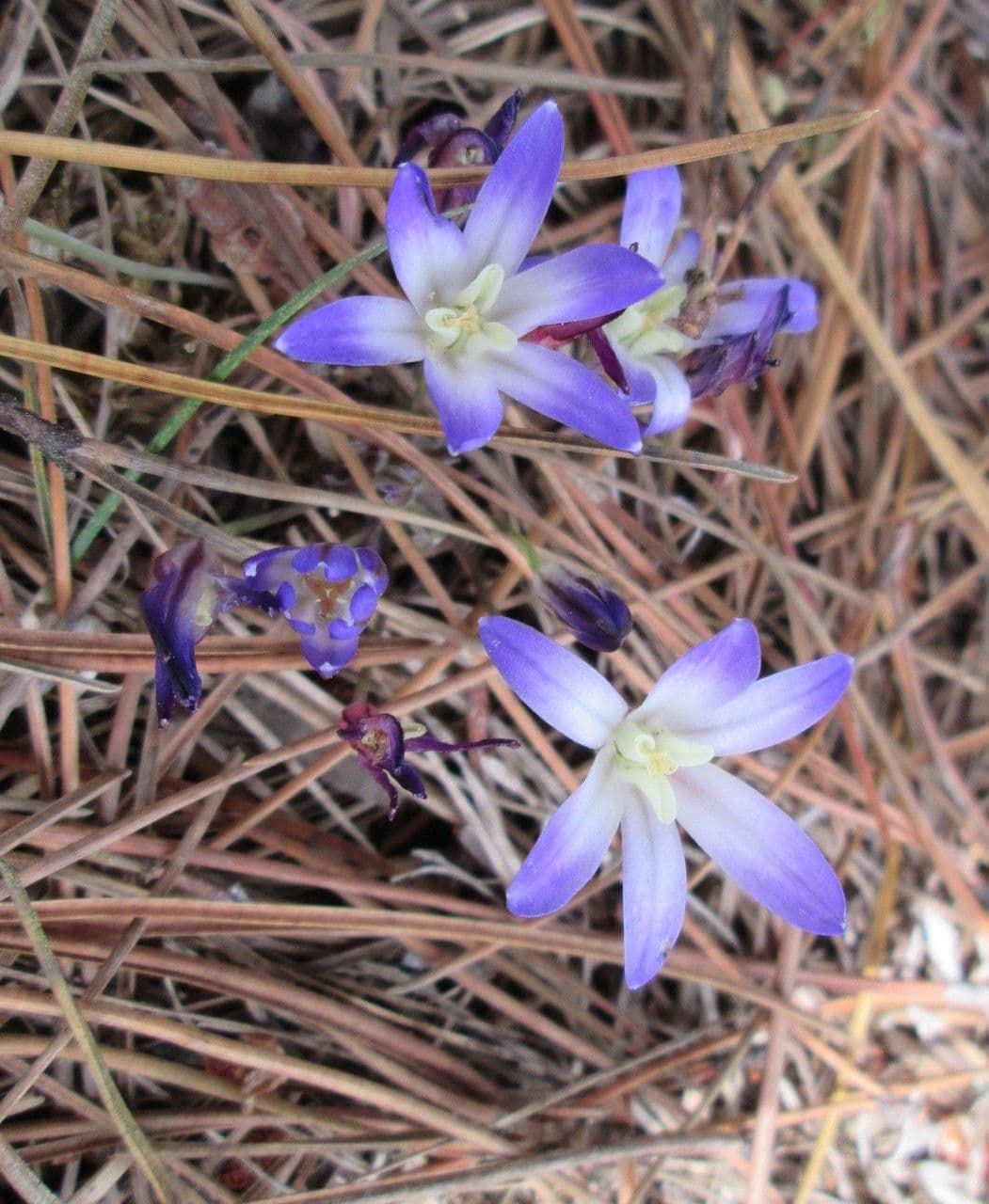 Brodiaea