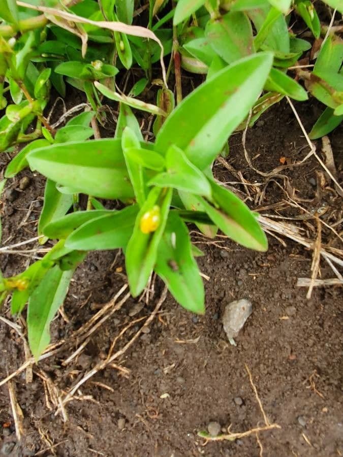 Commelina 9