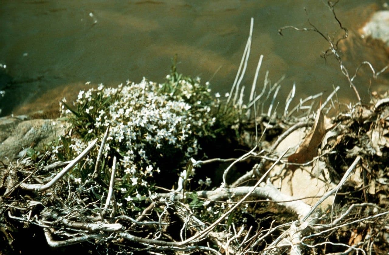Houstonia serpyllifolia 10