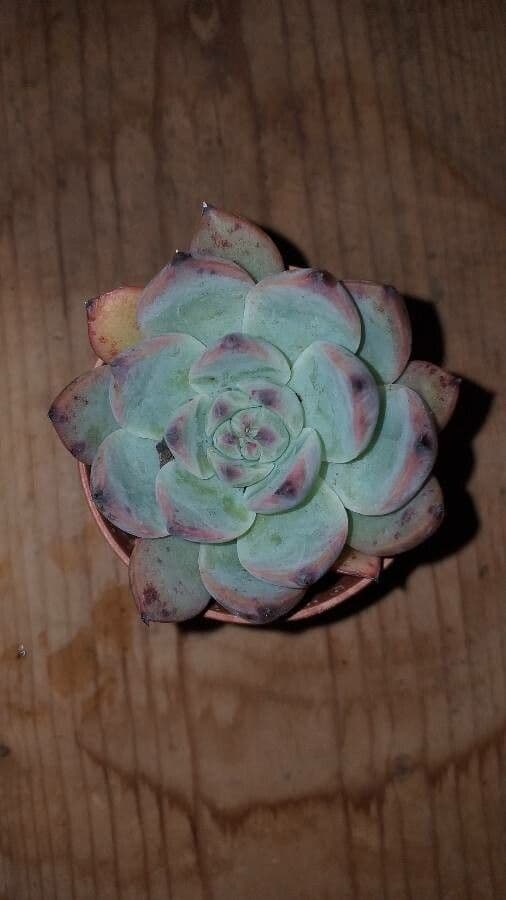 Echeveria 15