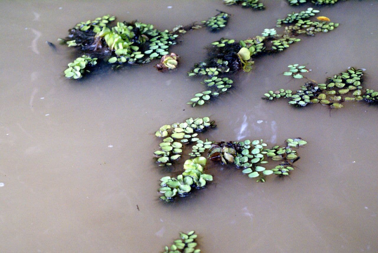 Salvinia natans 8