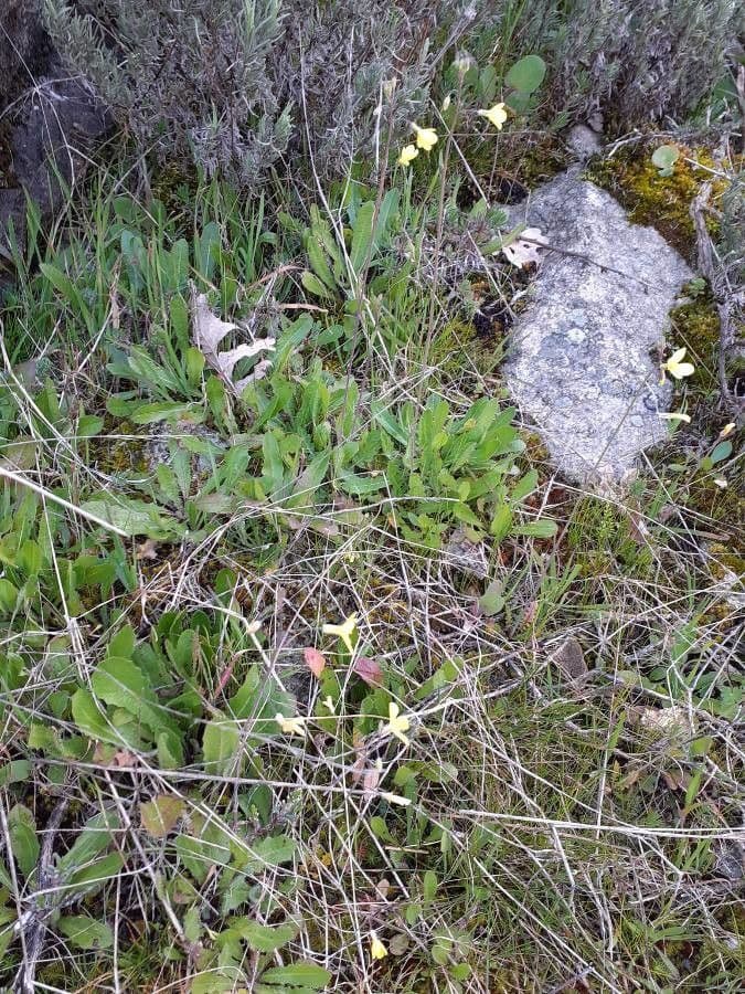Diplotaxis virgata 8