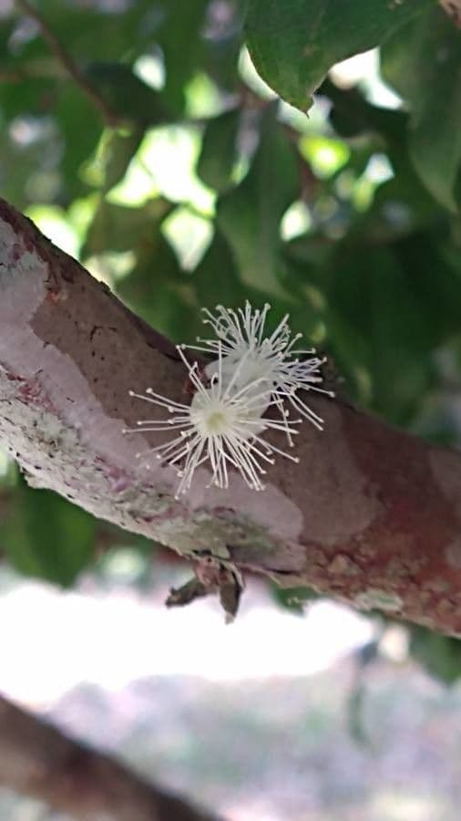 Jabuticaba 7