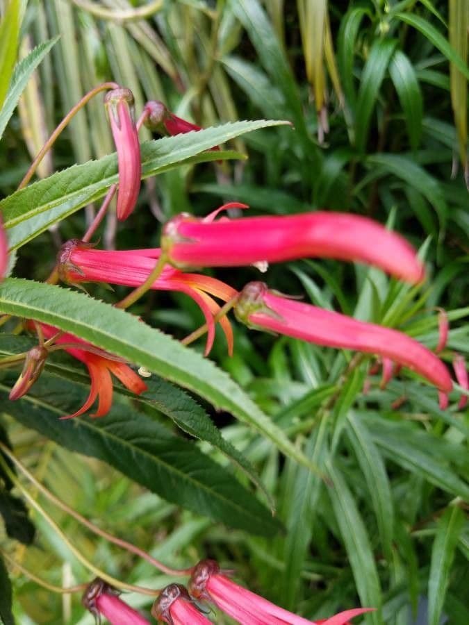 Lobelia lassiflora 2