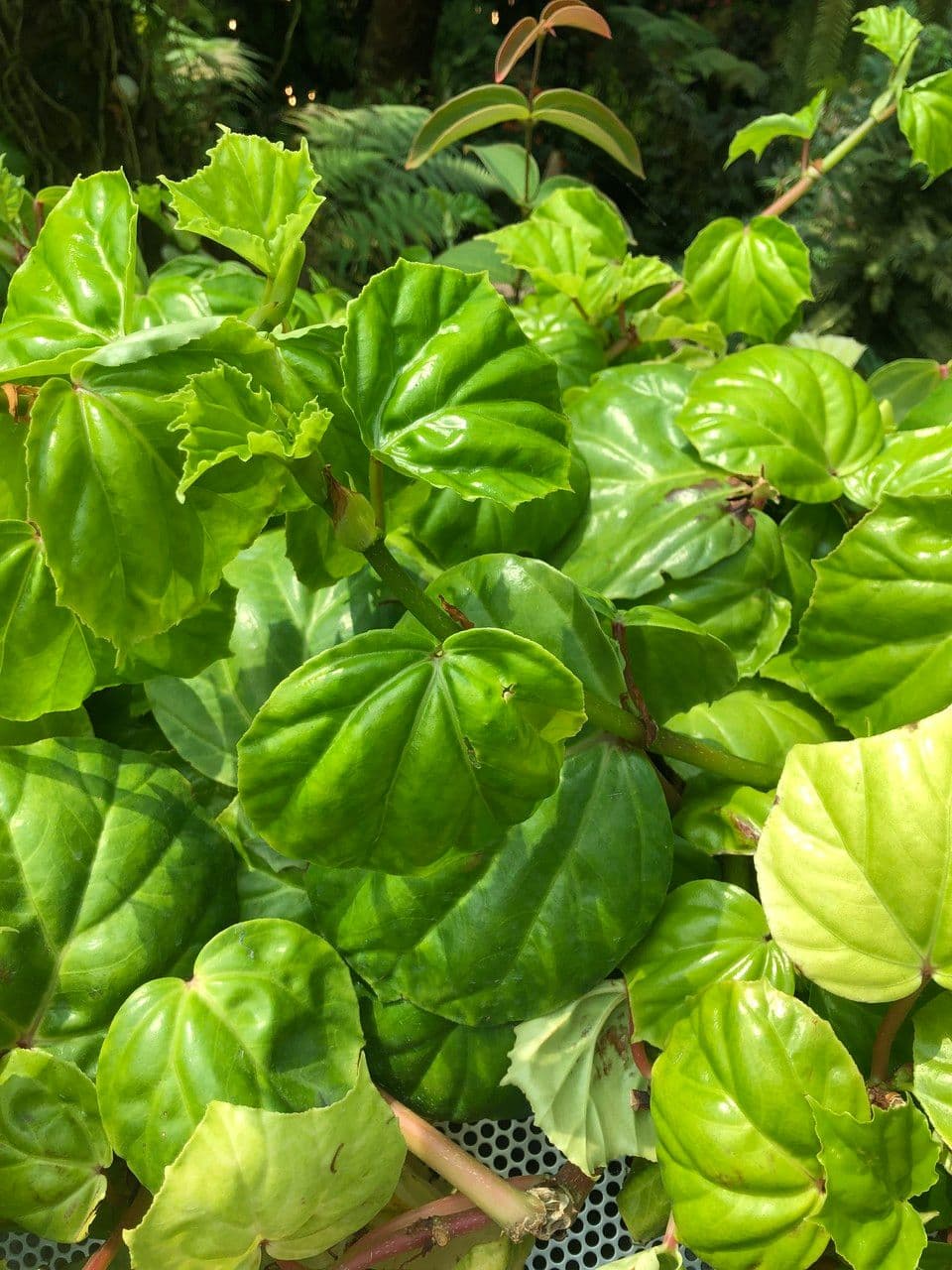 Begonia 14