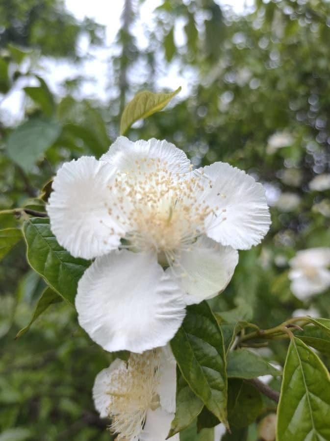 Campomanesia