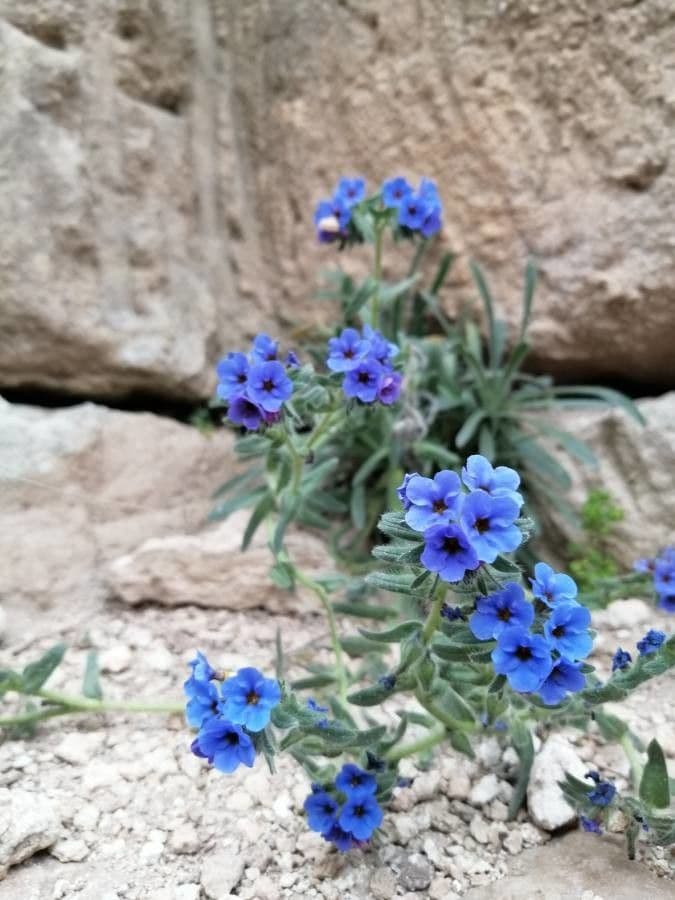 Zlatovlas farbiarsky 2