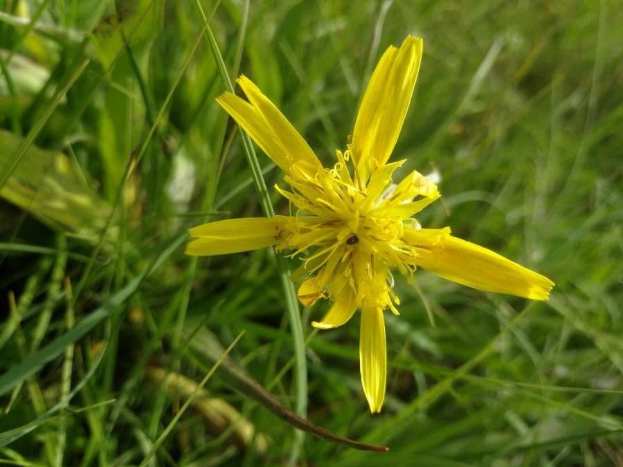 Scorzonera minore 6