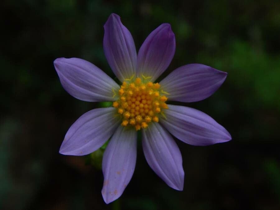 Dahlia 8