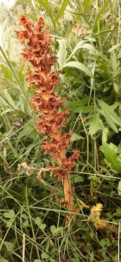 Orobanche maggiore 6