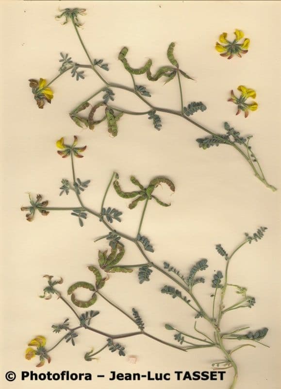 Hippocrepis 11