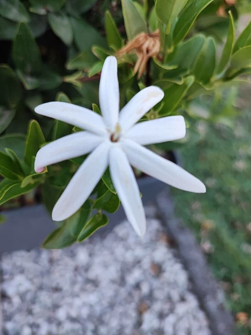 Jasminschlinger 2