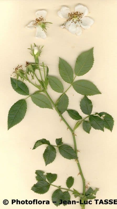 Rosa 27