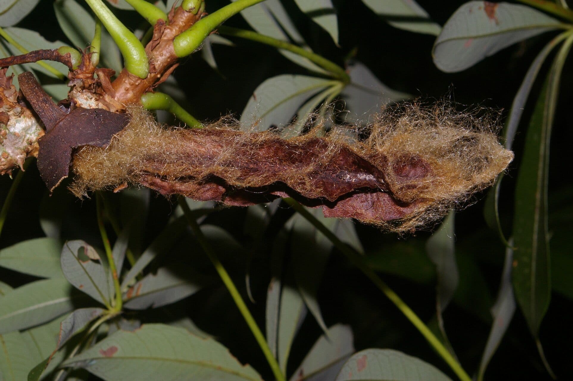 Spirotheca 3