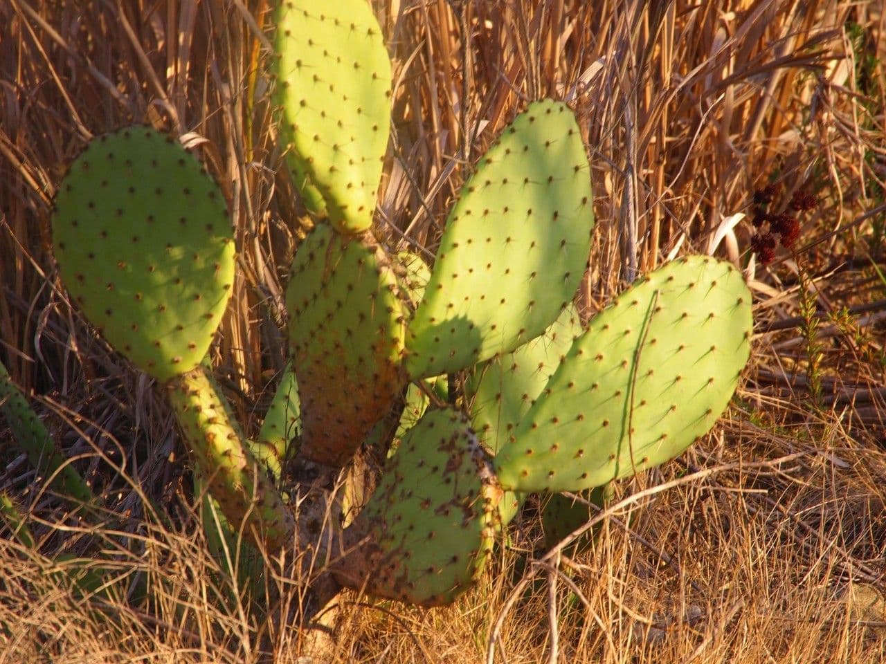 Küstenfeigenkaktus 12