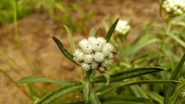 Anaphalis 3