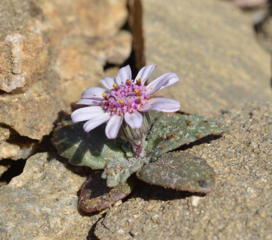 Senecio 4