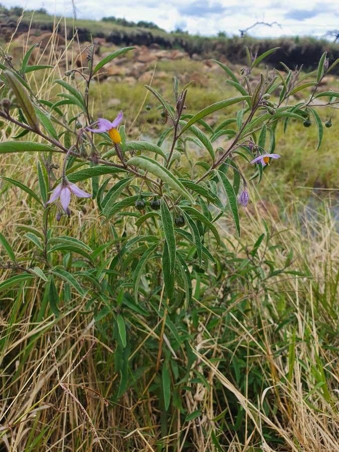Solanum 14