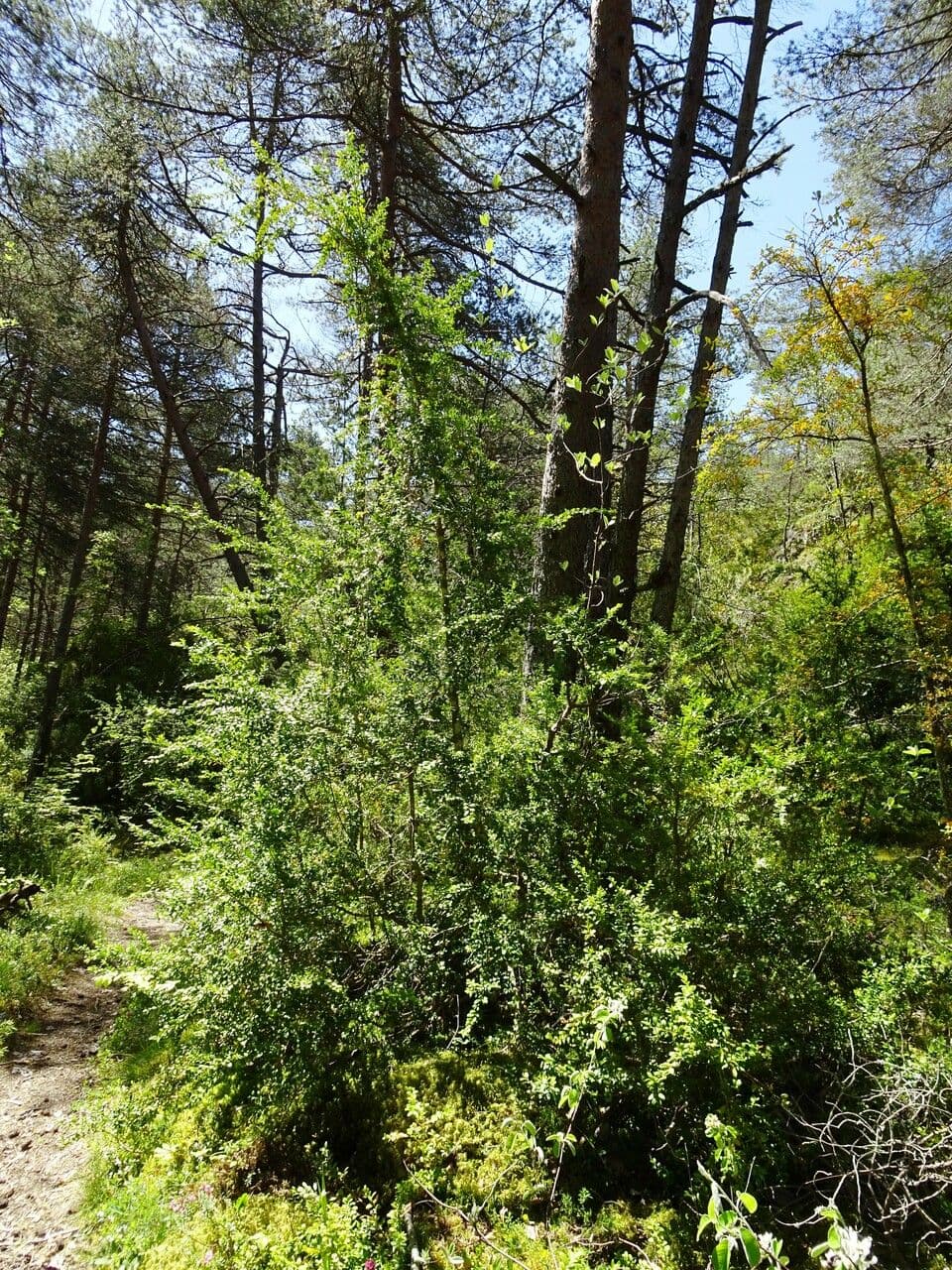 Bosso sempreverde 14