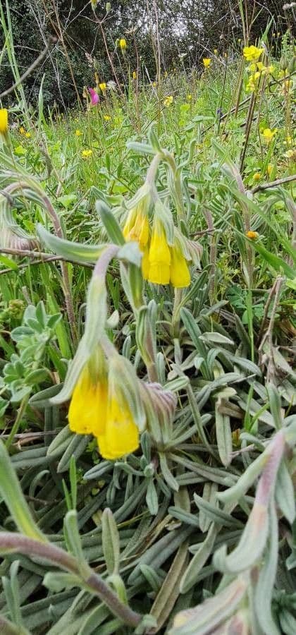 Onosma 7
