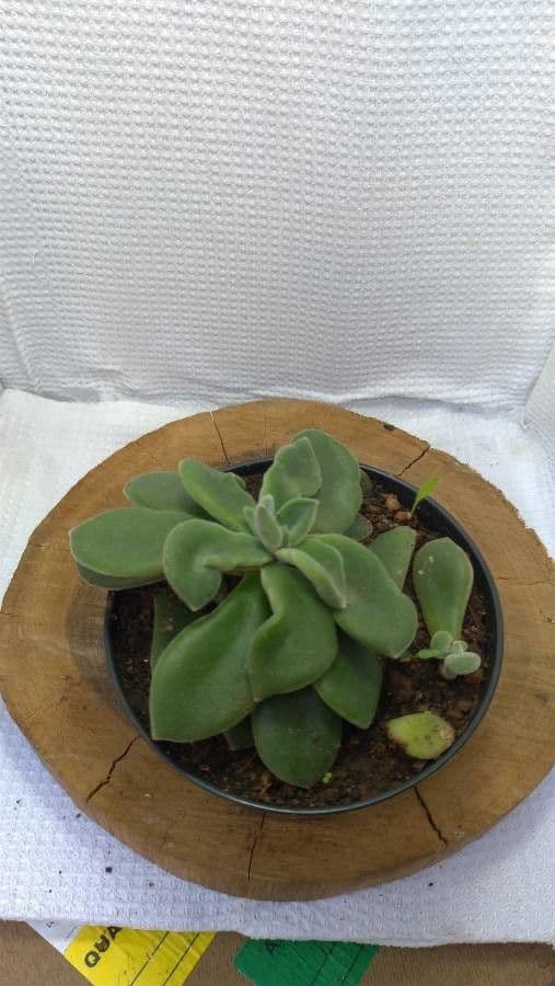 Echeveria 2