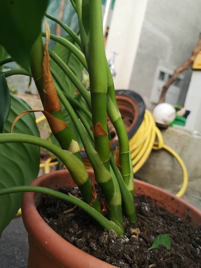 Aglaonema 13
