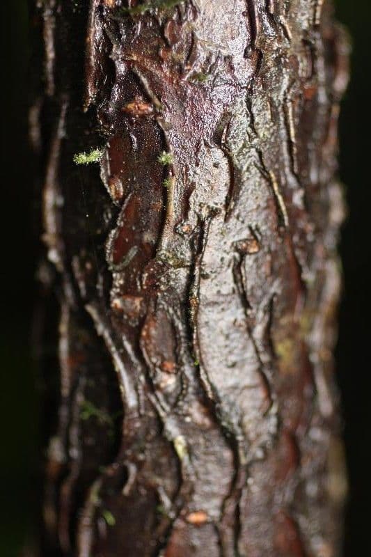 Hymenolobium 10